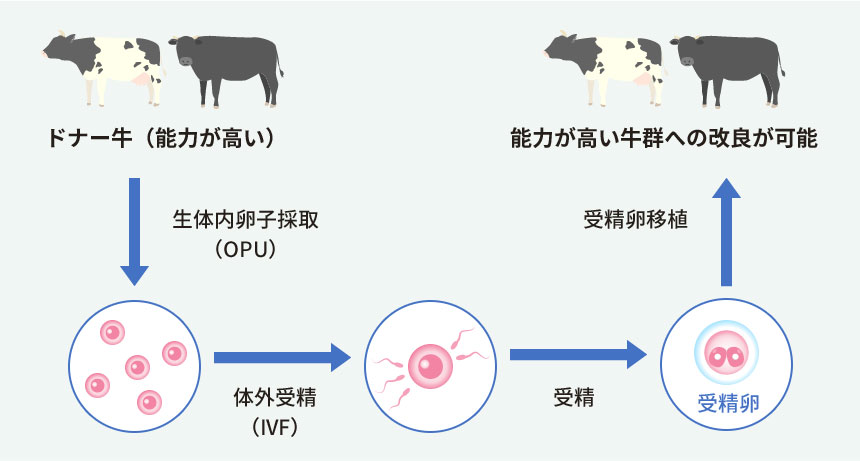OPU（生体内卵子採取）・IVE（体外受精）イメージ